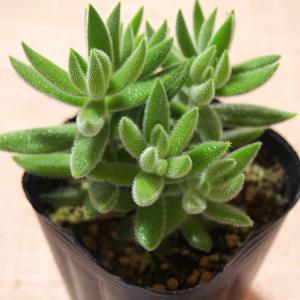 <当店農園直送>多肉植物 銀揃(ぎんぞろえ)の商品画像
