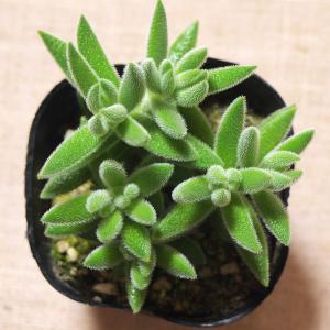 <当店農園直送>多肉植物 銀揃(ぎんぞろえ)の詳細画像1