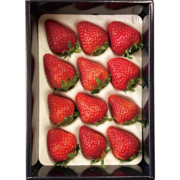 いちご 贈答用 朝摘み紅ほっぺ 12粒 380ｇ 送料無料 岡山県産 イチゴ 苺