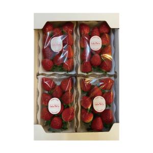 いちご 朝摘みLaLa Berry（おいCベリー） 4パック 1kｇ 送料無料 岡山県産 イチゴ 苺