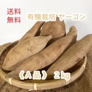 【送料無料】  無農薬栽培 ヤーコン  ≪ A品 混みサイズ  2kg ≫  北海道産ヤーコン  【 農家直送 】  ようてい山麓 ルスツ産  ≪数量限定≫