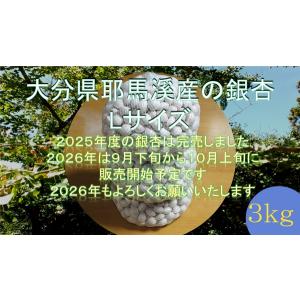 ぎんなんギンナン銀杏LL（3Lサイズ相当品）（大分県耶馬溪産）1kg