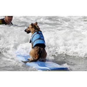 わんちゃん用 ライフジャケット 小型犬 中型犬...の詳細画像2