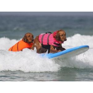 わんちゃん用 ライフジャケット 小型犬 中型犬...の詳細画像3