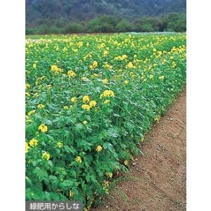 緑肥用種子　黄花のちから　1ｋｇ【生物くん蒸】【緑肥、景観用の種】【タキイのタネ】