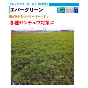 緑肥用種子　フレンチマリーゴールド　エバーグリーン　1袋（100ｇ）【緑肥】