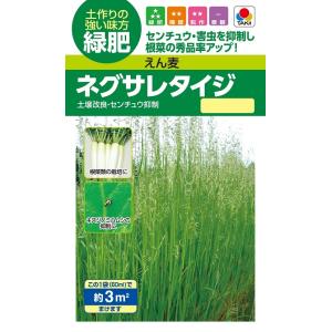 緑肥景観用種　 ネグサレタイジ　アウェナ ストリゴサ（えん麦野生種）