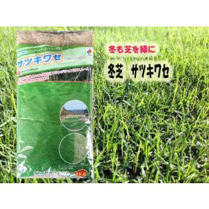芝生種 野芝種 販売 野芝 （ ノシバ ） 1kg 〜約55平方メートル分〜 お