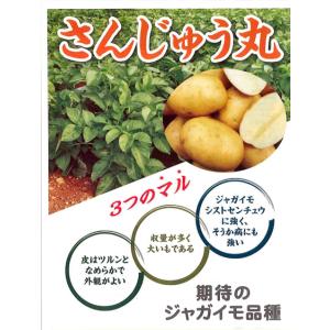 値下げしました 秋馬鈴薯種子 PVP さんじゅう丸 1kg 混合