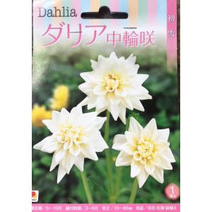 ダリア球根　中輪咲　初雪　1球入り