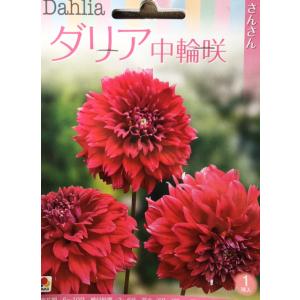 ダリア球根　中輪咲　さんさん　1球入り