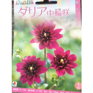 ダリア球根　中輪咲　紫宝　1球入り