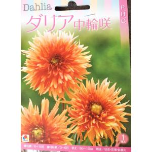 ダリア球根　中輪咲　PHC　1球入り