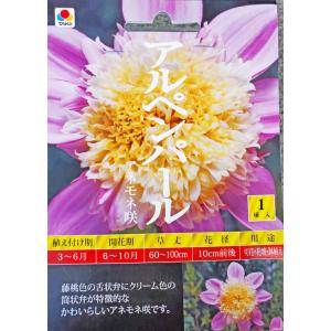 アネモネ咲ダリア球根　アルペンパール　1球入り
