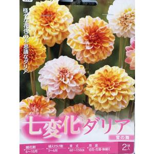 七変化ダリア球根　雪の舞　2球入り