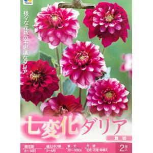 七変化ダリア球根　舞姫　2球入り