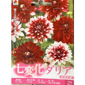 七変化ダリア球根　花笠乙女　2球入り