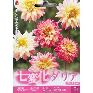 七変化ダリア球根　フェスター　2球入り