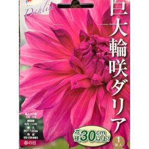 巨大輪咲きダリア球根　春の日　1球入り