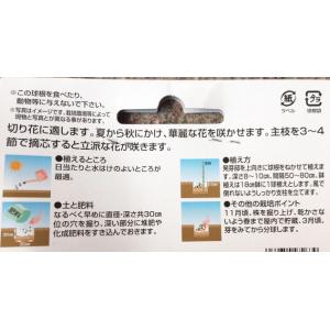 巨大輪咲きダリア球根 春の日 1球入りの詳細画像2