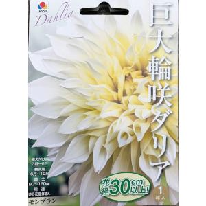 巨大輪咲きダリア球根　モンブラン　1球入り