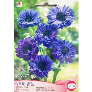 アネモネ球根 八重咲 青 20mlの商品画像