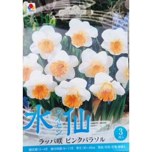 水仙 球根 ピンクパラソル ラッパ咲 3球入りの商品画像