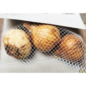 水仙 球根 ピンクパラソル ラッパ咲 3球入りの詳細画像1