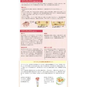 ラナンキュラス球根 ドリーマー多色混合 7球【...の詳細画像2
