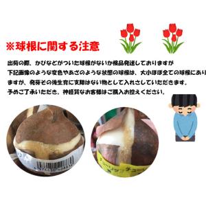 一重咲チューリップ テープまき球根 白 1球 ...の詳細画像2