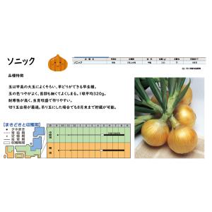 【予約商品】玉ねぎ苗 500本束 ソニック 早...の詳細画像1