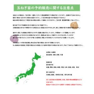 【予約商品】玉ねぎ苗 500本束 ソニック 早...の詳細画像2