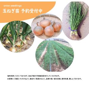 【予約商品】玉ねぎ苗 500本束 ソニック 早...の詳細画像3