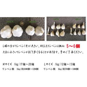 L1K【予約商品 9月初旬入荷】青森県産ニンニ...の詳細画像3