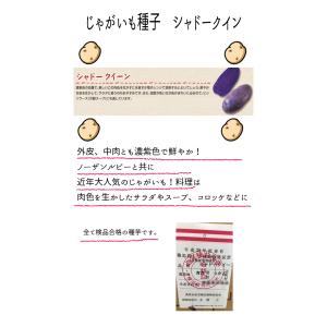 じゃがいも種子 シャドークイーン 500g サ...の詳細画像2