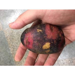 じゃがいも種芋 グラウンドペチカ芋(デストロイ...の詳細画像1
