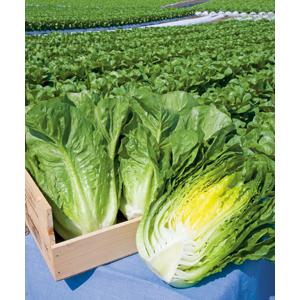 SK9-099 ブロッコリー種子 ペレット5000粒 【野菜種子】【サカタのタネ