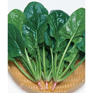 SK9-099 ブロッコリー種子 ペレット5000粒 【野菜種子】【サカタのタネ