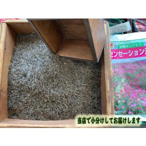 景観用コスモス センセーション混合 5dl 【...の詳細画像3