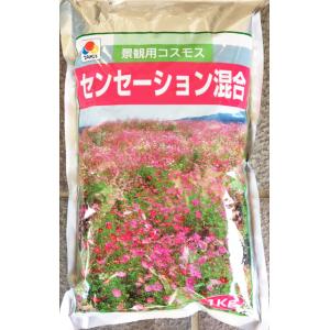 SK9-099 ブロッコリー種子 2000粒 【野菜種子】【サカタのタネ