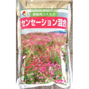 景観用コスモス　センセーション混合　1KG　【花の種】【タキイのタネ】【緑化事業】