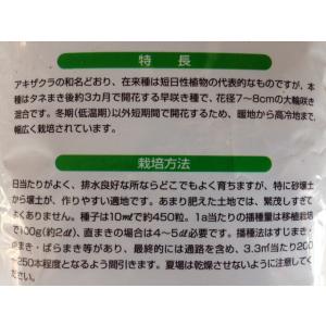 景観用コスモス センセーション混合 1KG 【...の詳細画像1
