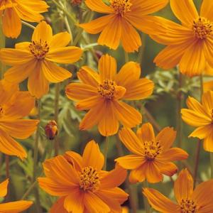 景観用 キバナコスモス オレンジフレア 1L×5袋【花の種】【タキイの