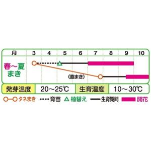 景観用 キバナコスモス オレンジフレア 1L【...の詳細画像1
