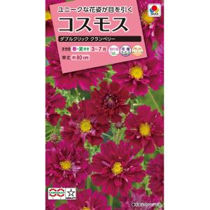 SK9-099 ブロッコリー種子 2000粒 【野菜種子】【サカタのタネ
