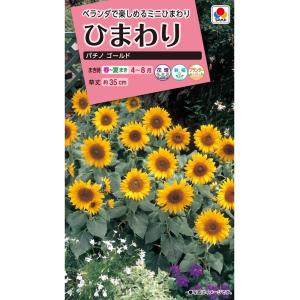花種 NL300 矮性(低草丈)ひまわり スマイルラッシュ [FHM413]【タキイ