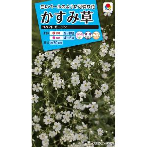 花種　NL150 かすみ草 コベントガーデン 小袋 [FKS111]【花の種】【タキイのタネ】【ガーデニング】