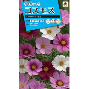 花種　NL150 コスモス センセーション混合 小袋 [FCS110]【花の種】【タキイのタネ】【ガーデニング】
