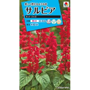 花種　NL150 サルビア ホットジャズ 小袋 [FSR115]【花の種】【タキイのタネ】【ガーデニング】