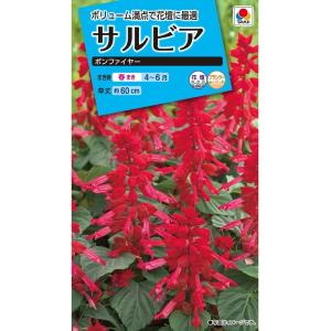 花種　NL150 サルビア ボンファイヤー 小袋 [FSR111]【花の種】【タキイのタネ】【ガーデニング】
